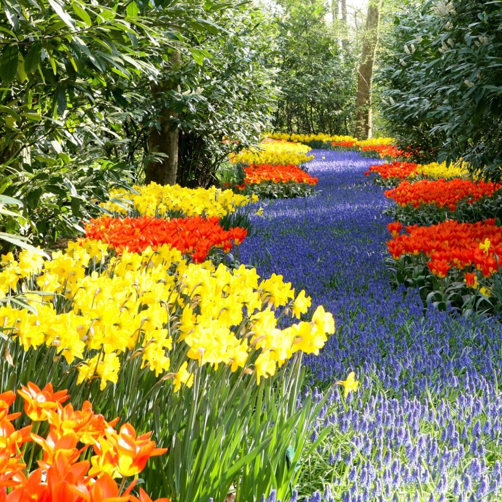 woodland flowers featuring a bluebells carpet surrounded by daffodils and tulips