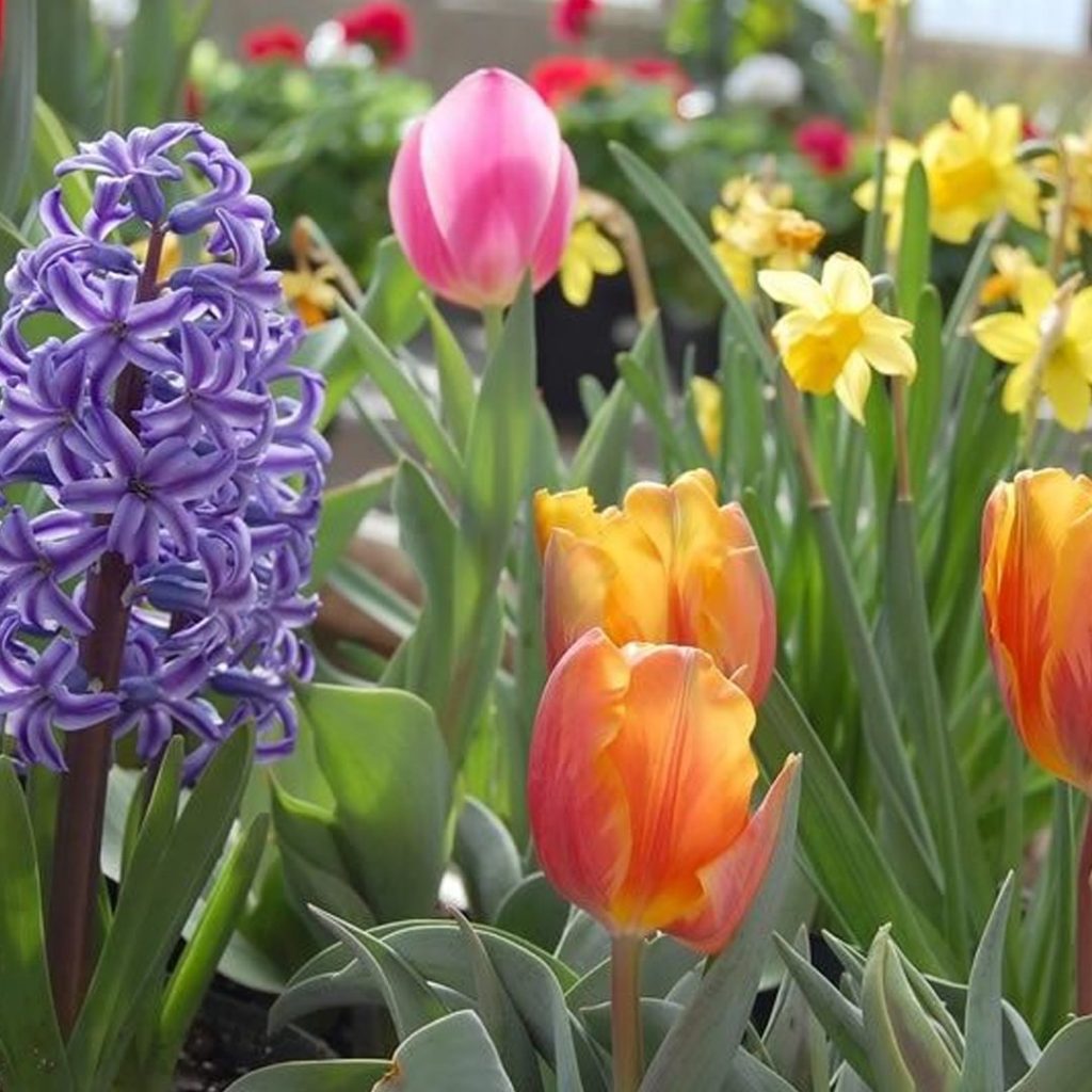 Various tulips, daffodils, and hyacinths in a garden